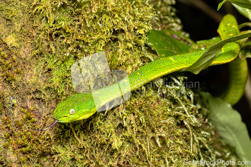 Image of danger green snake Bothriechis lateralis, Santa Elena, Costa Rica wildlife