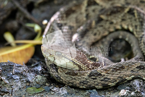 Image of Terciopelo, Bothrops asper, Carara, Costa Rica wildlife.