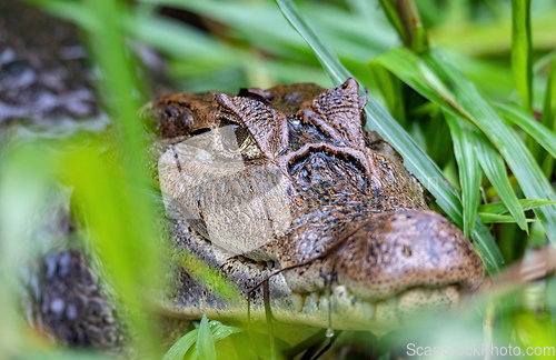 Image of Spectacled caiman, Caiman crocodilus Cano Negro, Costa Rica.