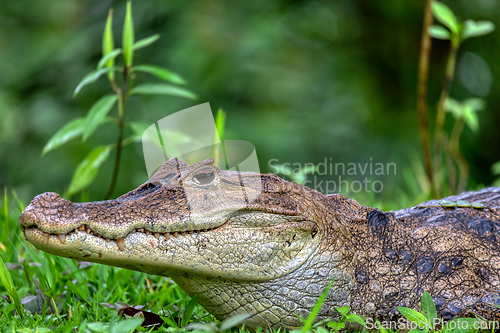 Image of Spectacled caiman, Caiman crocodilus Cano Negro, Costa Rica.