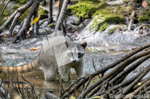 Image of crab-eating raccoon or South American raccoon, Curu Wildlife Reserve, Costa Rica wildlife