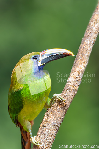 Image of Emerald toucanet, Aulacorhynchus prasinus, San Gerardo, Costa Rica