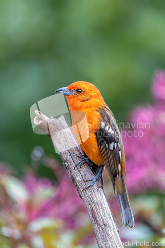 Image of Flame-colored tanager male, Piranga bidentata, San Gerardo de Dota, Costa Rica