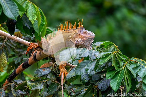 Image of Green iguana (Iguana iguana), Cano Negro, Costa Rica wildlife