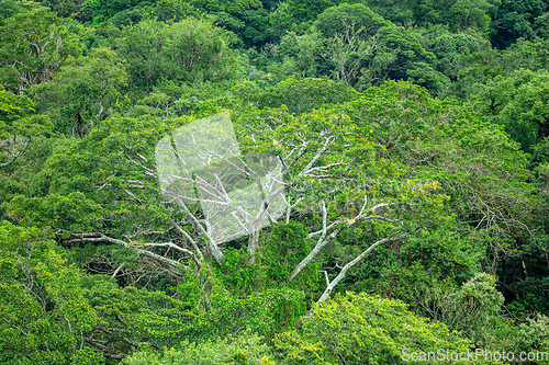 Image of Dense Tropical Rain Forest, Rincon de la Vieja, Costa Rica