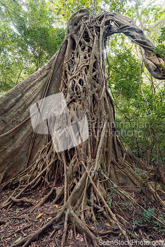 Image of Tangled Fig Tree and tree trunks, Rincon de la Vieja, Province, Costa Rica