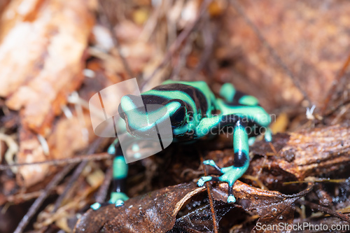 Image of Green-and-black poison dart frog (Dendrobates auratus), Arenal, Costa Rica