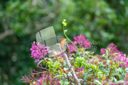 Image of Flame-colored tanager male (Piranga bidentata) San Gerardo de Dota, Costa Rica