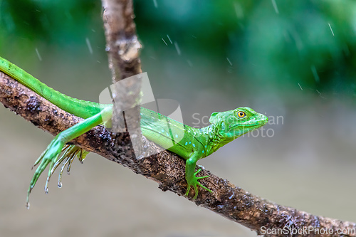 Image of Plumed green basilisk female, Basiliscus plumifrons, Cano Negro,