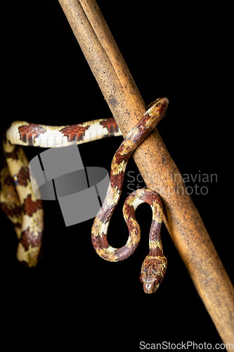 Image of small nocturnal Ringed Snail-Eater, Tortuguero, Costa Rica wildlife