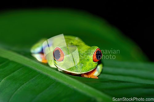 Image of Red-eyed tree frog, Agalychnis callidryas, La Fortuna, Costa Rica wildlife