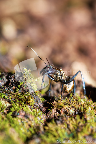 Image of Ant, Camponotus sericeiventris, Curu Wildlife Reserve, Costa Rica