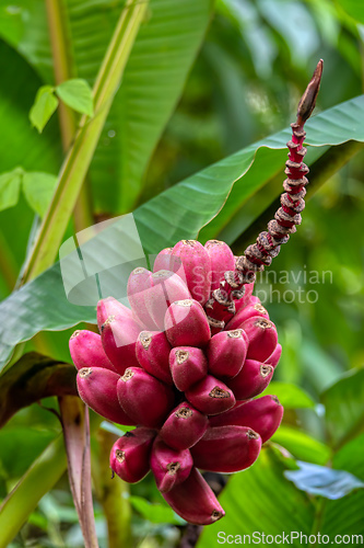 Image of Red bunch of small unripe wild bananas, Costa Rica