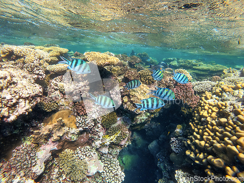 Image of Group of sergeant major damselfish in red sea