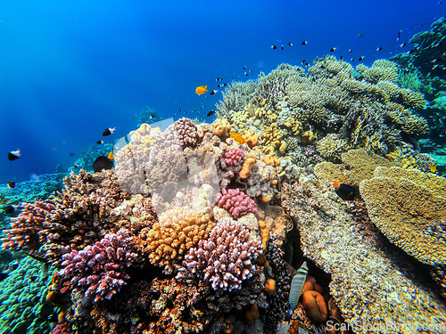 Image of Coral on reef in red sea, Marsa Alam, Egypt