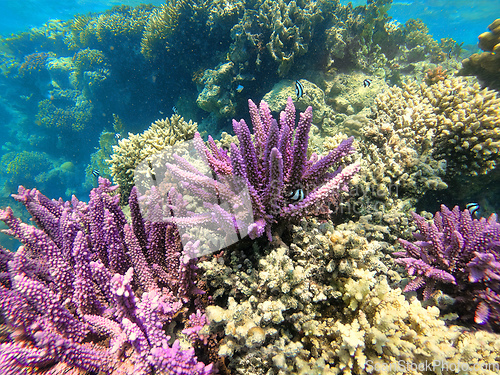 Image of Coral on reef in red sea, Marsa Alam, Egypt