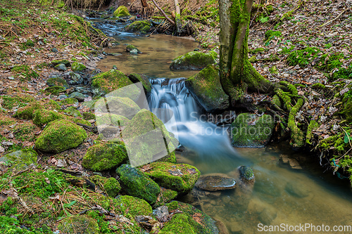 Image of Small forest creek in a woodland