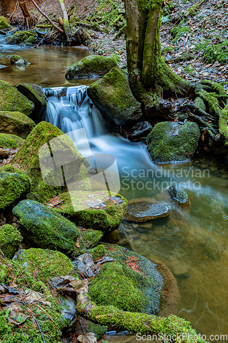 Image of Small forest creek in a woodland