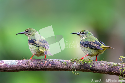 Image of Red-legged honeycreeper female, La Fortuna, Costa Rica