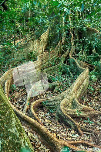 Image of Fig Tree roots in Rincon de la Vieja, Province, Costa Rica