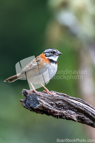 Image of rufous-collared sparrow or Andean sparrow, San Gerardo de Dota, Wildlife and birdwatching in Costa Rica.