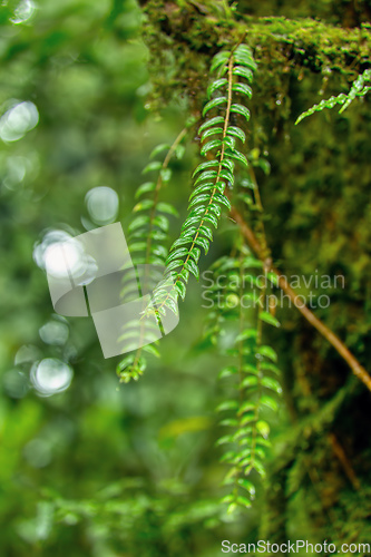 Image of Tropical Rain Forest, Santa Elena Costa Rica