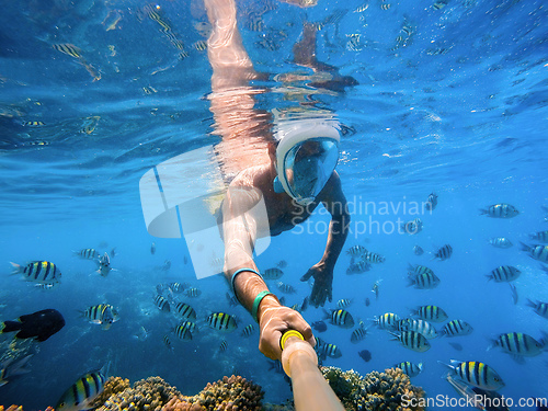 Image of Snorkel swim in coral reef in Red sea, Egypt