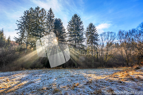 Image of Forest landscape with sun rays