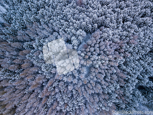 Image of Aerial top down view of beautiful winter forest treetops.