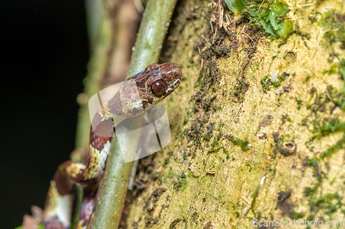 Image of small nocturnal Ringed Snail-Eater, Tortuguero, Costa Rica wildlife