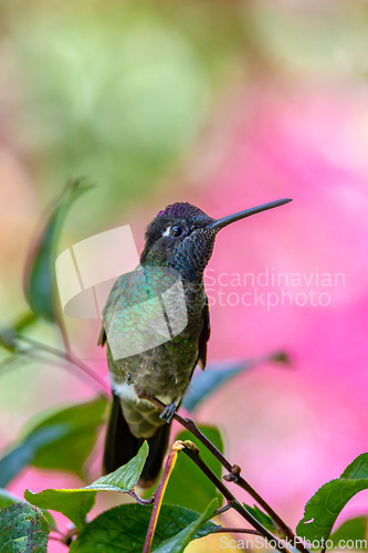 Image of violet-headed hummingbird (Klais guimeti), San Gerardo de Dota, Costa Rica.