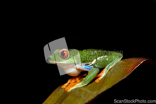 Image of Red-eyed tree frog, Agalychnis callidryas, Cano Negro, Costa Rica wildlife