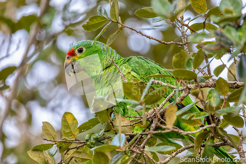 Image of Red-lored amazon or red-lored parrot, Curubande, Costa Rica