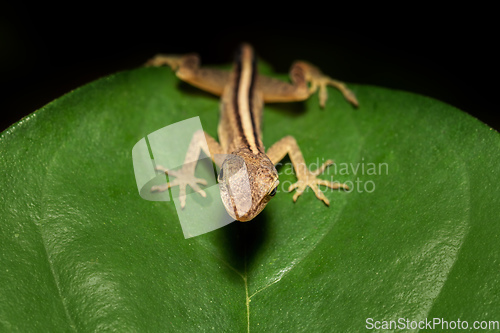 Image of Anolis Limifrons, Cano Negro, Costa Rica