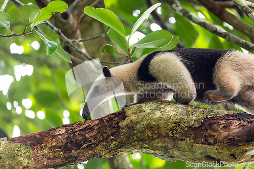 Image of Northern tamandua, Tortuguero Cero, Costa Rica wildlife