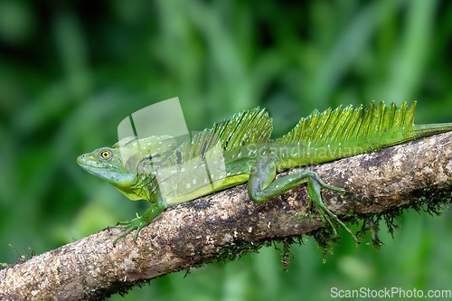 Image of Plumed green basilisk, Basiliscus plumifrons, Cano Negro, Costa Rica wildlife