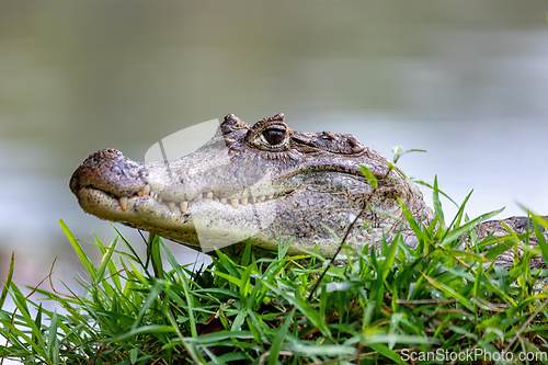 Image of Spectacled caiman, Caiman crocodilus Cano Negro, Costa Rica.