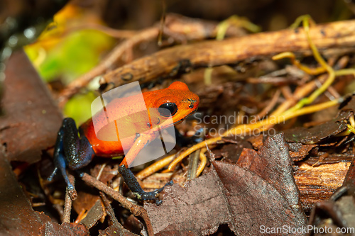 Image of Strawberry poison-dart frog, La Fortuna Costa Rica