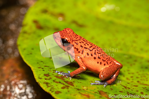 Image of Strawberry poison-dart frog, La Fortuna Costa Rica