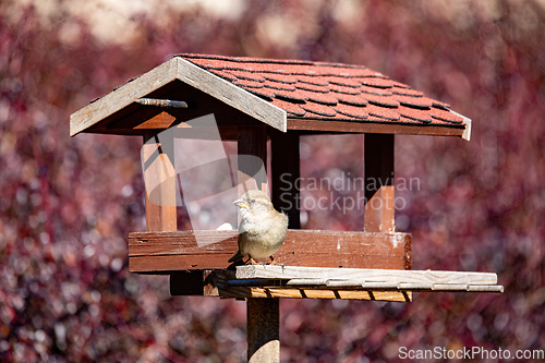 Image of female of house sparrow, Passer domesticus, in simple bird feeder