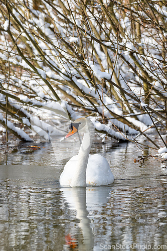 Image of Wild bird mute swan in winter on pond