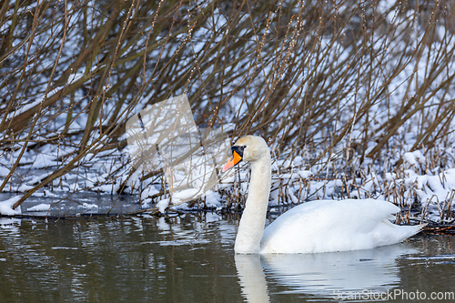 Image of Wild bird mute swan in winter on pond