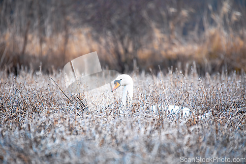 Image of Wild bird mute swan in winter on pond