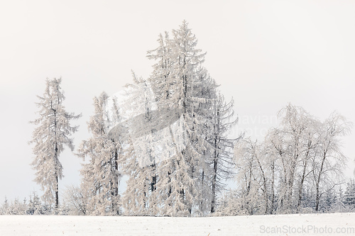 Image of Spruce tree covered by white snow Czech Republic, Vysocina region highland