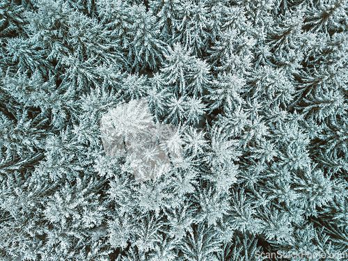 Image of Aerial top down view of beautiful winter forest treetops.