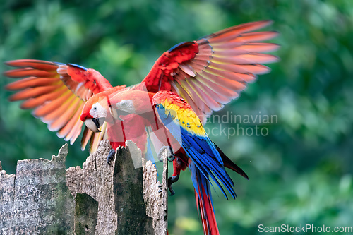 Image of Scarlet macaw, Ara macao, Quepos Costa Rica.