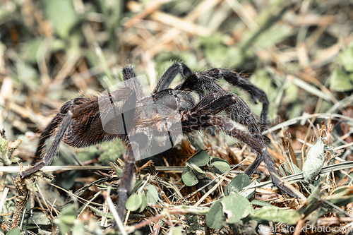 Image of Tarantula (Sericopelma melanotarsum) Curubande de Liberia, Costa Rica wildlife