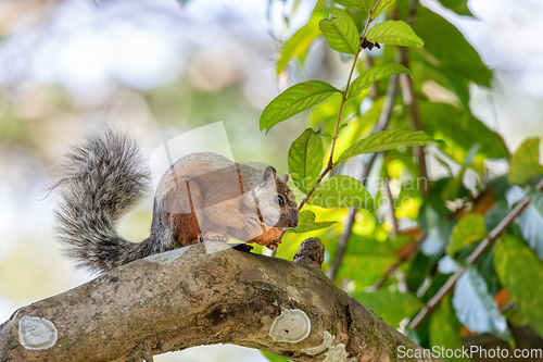 Image of Variegated squirrel, Sciurus variegatoides