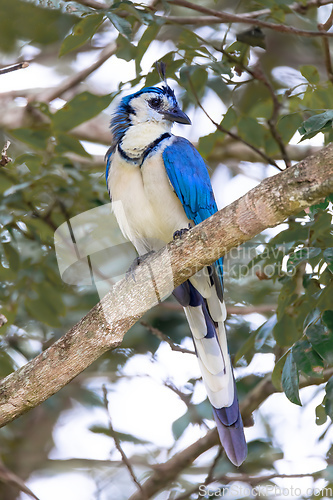Image of White-throated magpie-jay (Calocitta formosa)