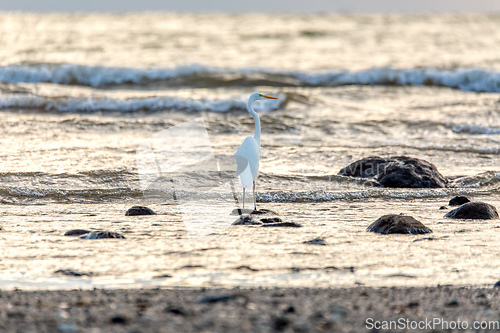 Image of Tarcoles beach with water bird great egret, Ardea alba, Costa Rica